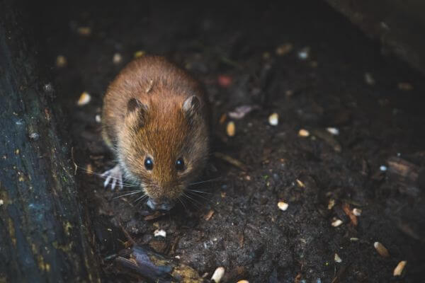 PEST CONTROL SHEFFORD, Bedfordshire. Pests Our Team Eliminate - Mice.