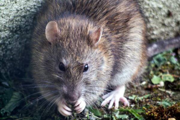 PEST CONTROL SHEFFORD, Bedfordshire. Pests Our Team Eliminate - Rats.