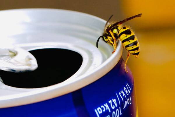 PEST CONTROL SHEFFORD, Bedfordshire. Pests Our Team Eliminate - Wasps.